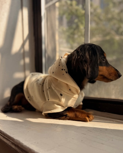 Bradley Ivory Paint Splatter Short Sleeve Dog Hoodie