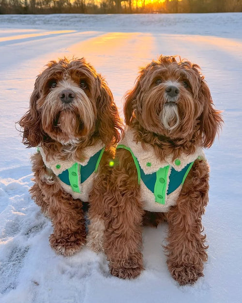 Soft sherpa fleece dog vest designed for cozy winter layering, ideal for Dachshunds, Cavaliers, Frenchies, Pomeranians, and small companion dogs