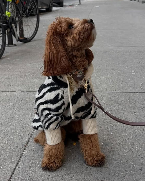 Modern zebra patterned dog hoodie designed for comfort and personality, perfect for beagles and mixed breeds