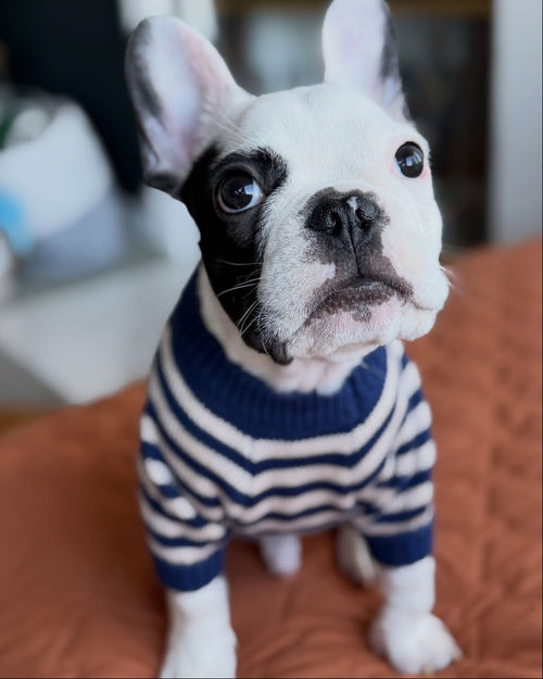 Like A Bandit Blue Striped Dog Sweater