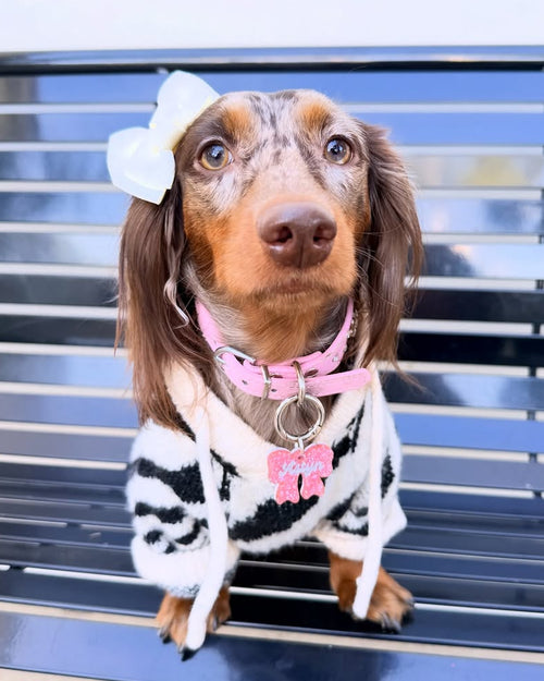 Trendy zebra dog hoodie with a bold pattern, perfect for fashion-forward pups, great for corgis and small spaniels