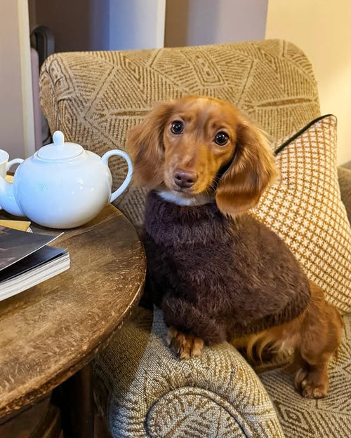 Bobbi Chocolate Eyelash Knit Dog Sweater