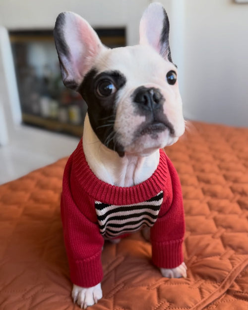 Casual colorblock dog sweater offering comfort and flexibility, perfect for cool days, suited for shih tzus and Frenchies