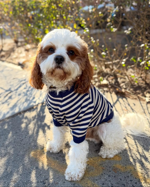 Like A Bandit Blue Striped Dog Sweater
