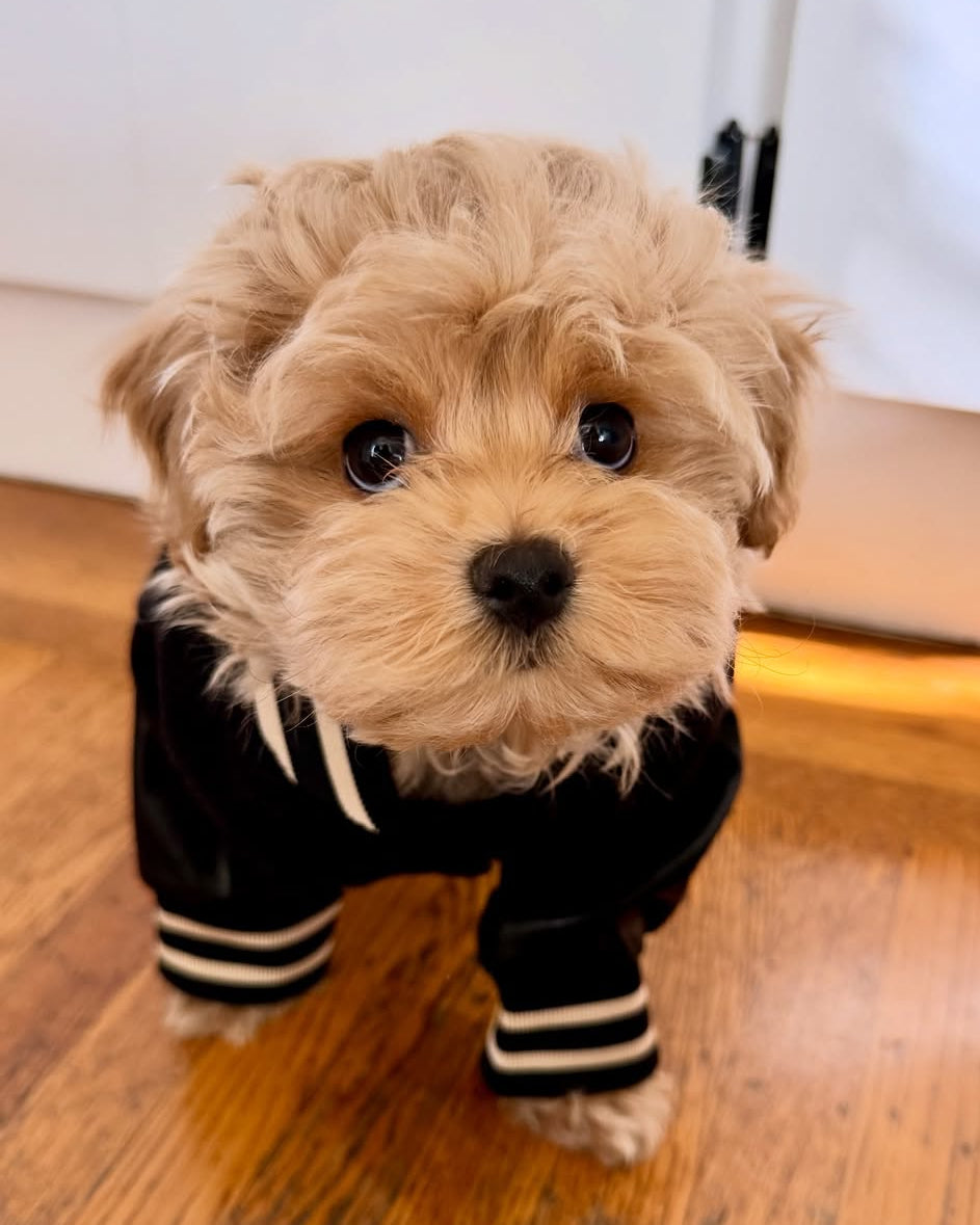 Letterman Jacket for Dogs | Black – FURB