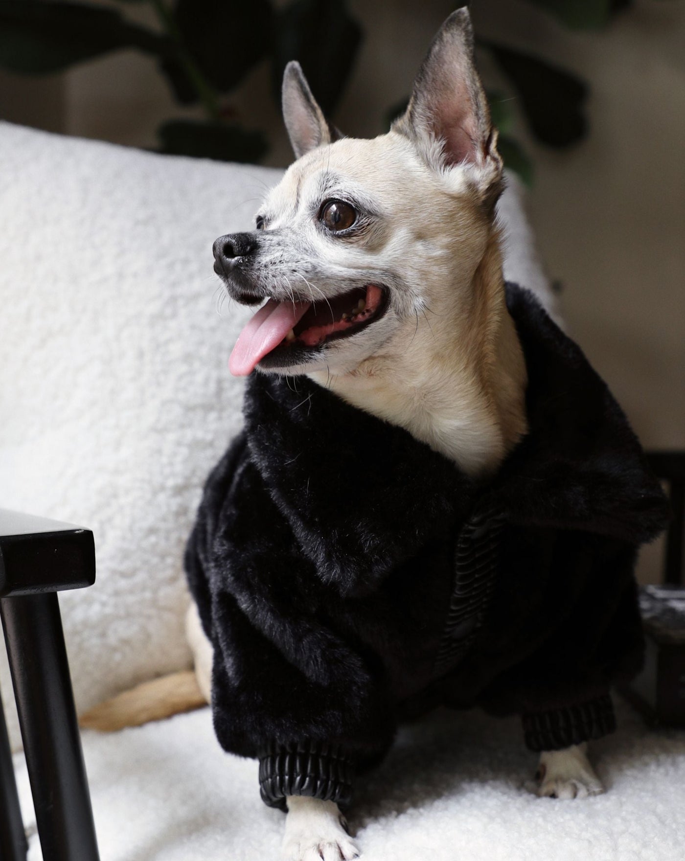 silky soft black faux fur and buttery ribbed leather accents. Matte, soft-feel snap buttons line the leather placket, leading to an oversized fur collar that wraps your fur babe in a warm hug. 