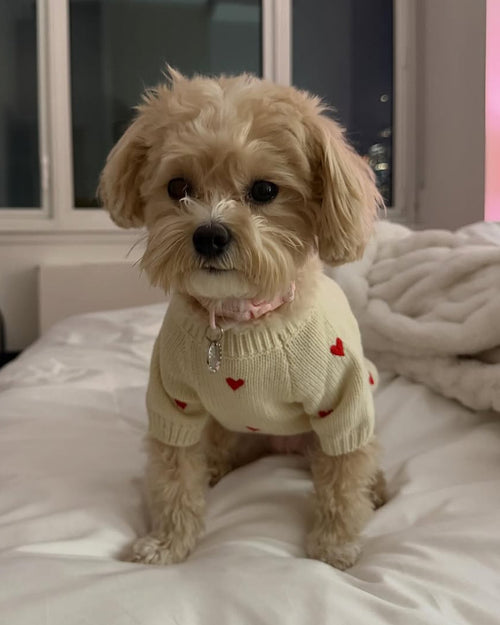 Fur-ever Yours Heart Dog Sweater