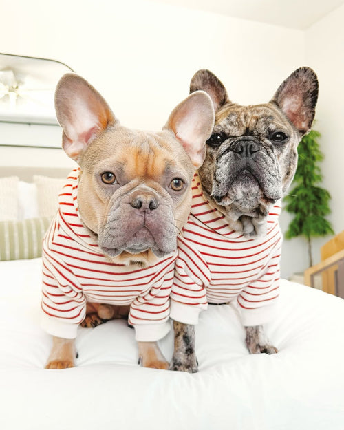 Ziggy Vintage Red Stripe Dog Hoodie