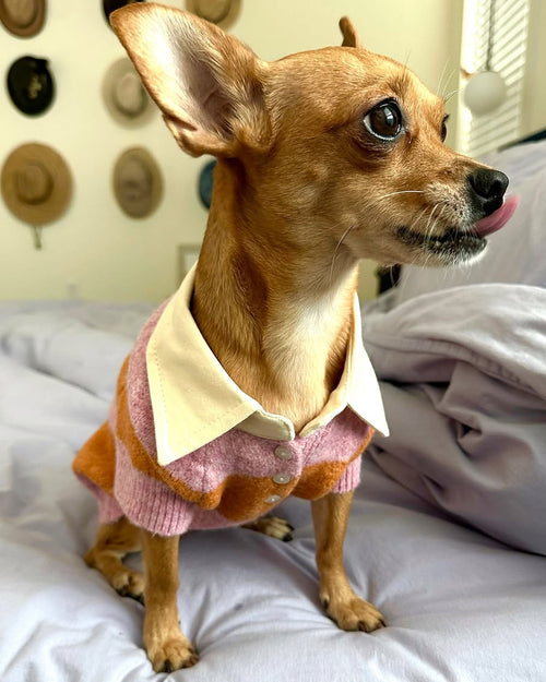 Prep School Pup Pink + Orange Striped Rugby Sweater
