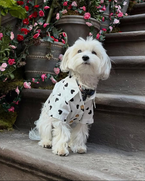 Puppy Love Heart Print Dog Shirt