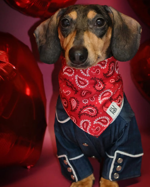 Blue Jean Baby Denim Dog Shirt