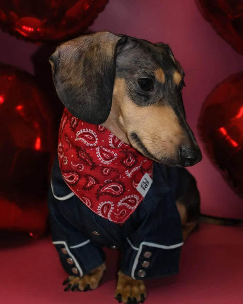 Hello Dolly Red Paisley Dog Bandana
