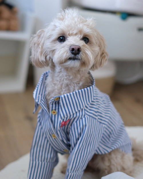 Nantucket Blue + White Striped Button Up