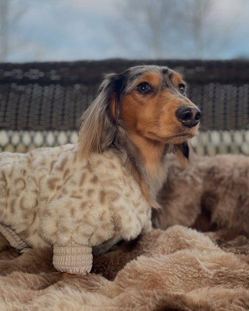 Broadway Snow Leopard Faux Fur Dog Jacket