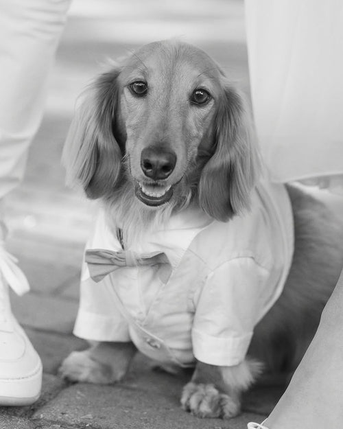 We Do Wedding Three-fer Button Up