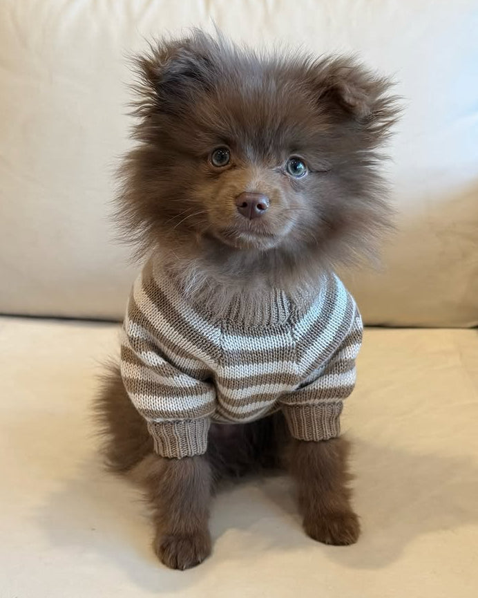 Affordable Dog Apparel | Nutmeg & Cream Striped Dog Sweater – FURB