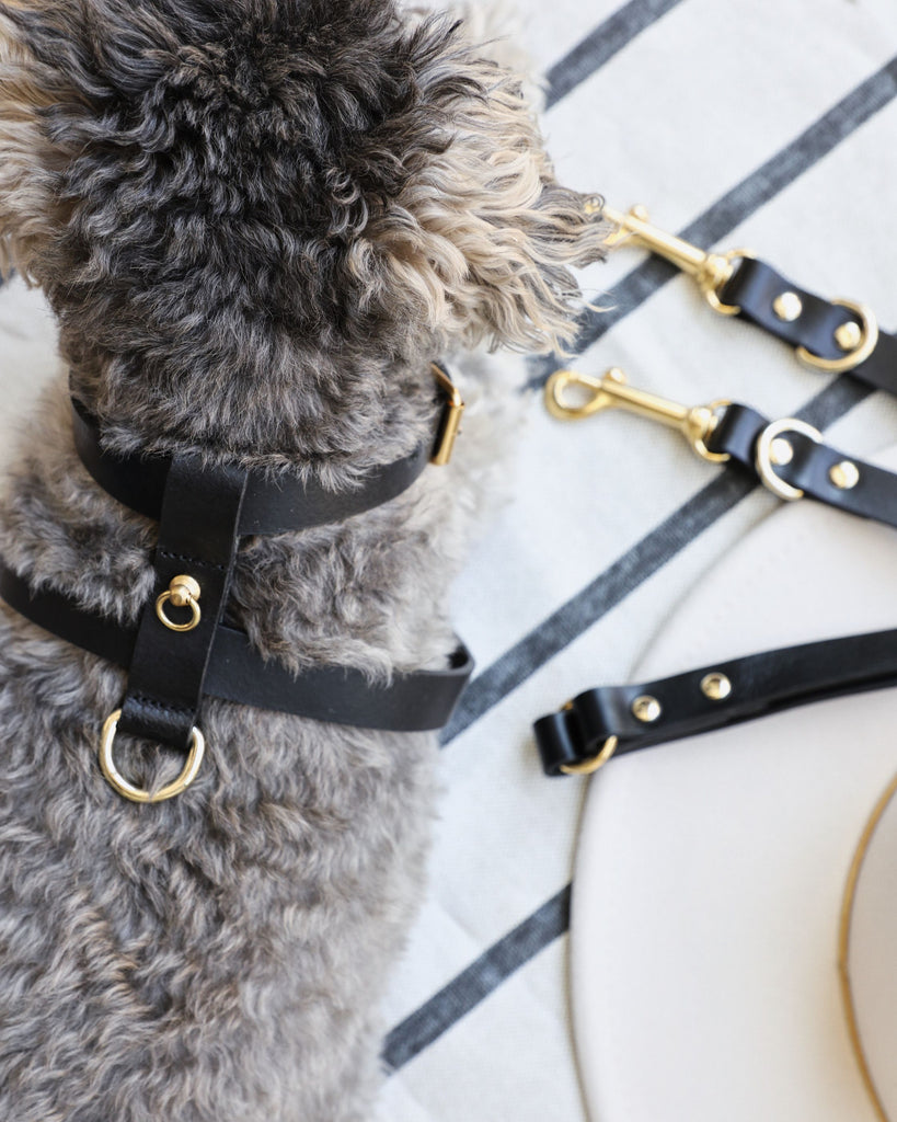 Palermo Leather Dog Harness