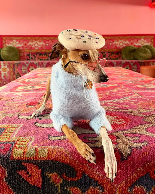 Stylish eyelash knit dog sweater in soft blue tone, breathable and comfortable for multi season wear