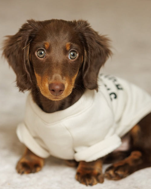 Snuggle Up Dog Sweatshirt