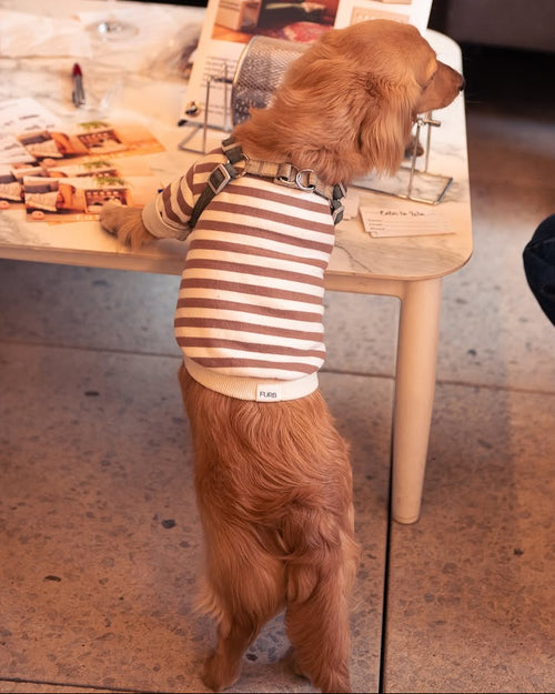 Camden Brown Striped Dog Sweatshirt