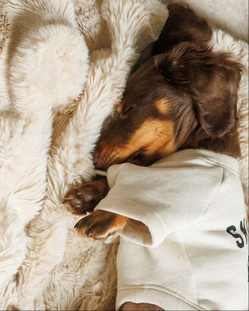 Snuggle Up Dog Sweatshirt