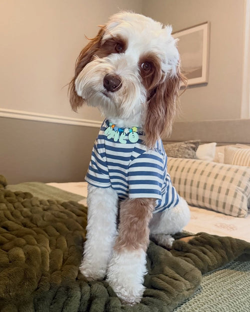 Casual Cutie Blue + White Relaxed Dog T-Shirt