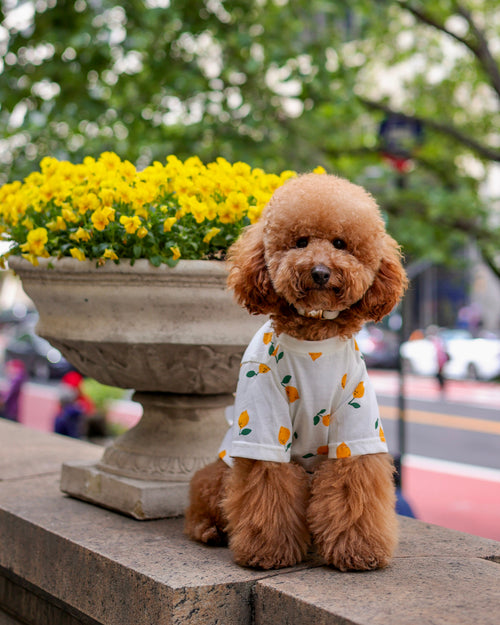 Relaxed lemon dog tee perfect for warm weather pet outfits. Updated May 2026.