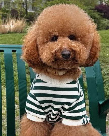 Spring has Sprung Pet Collection | Shop at FURB