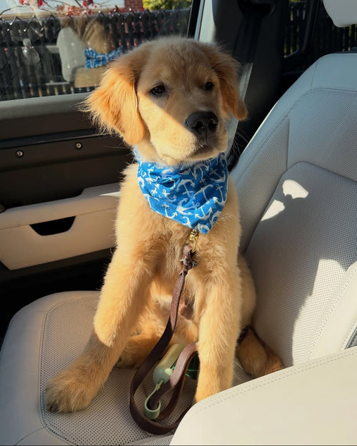 Pups Ahoy! Dog Bandana