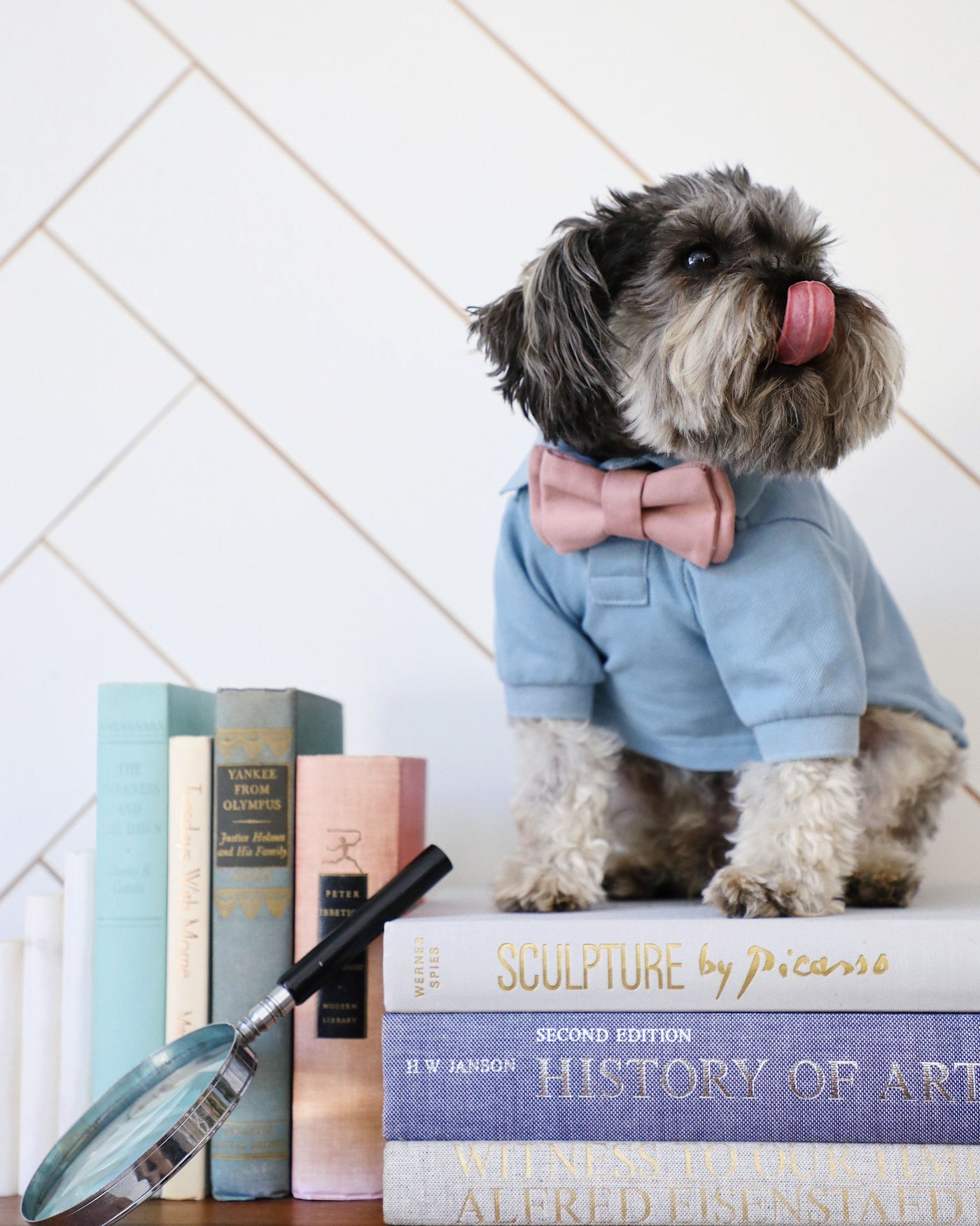 Cute dog in baby blue dog polo with pink bow tie sitting on stack of books
