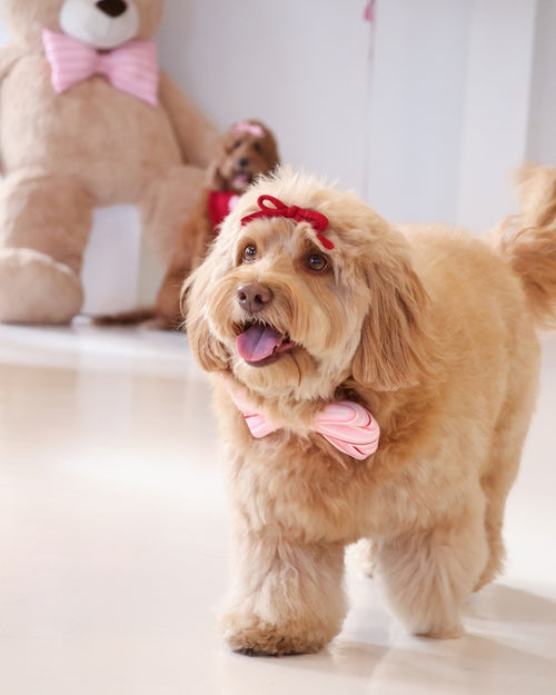 Sweetheart Hair Bow in Red