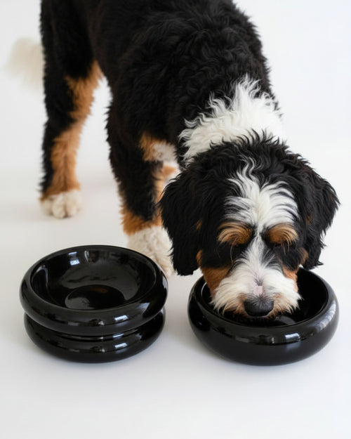  Elevated onyx pet bowl designed for ergonomic feeding comfort . Updated June 2026.