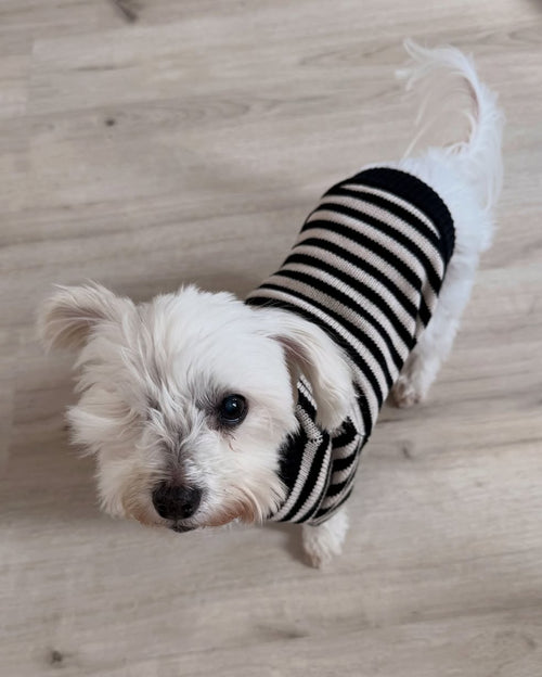 Like A Bandit Black Striped Dog Sweater
