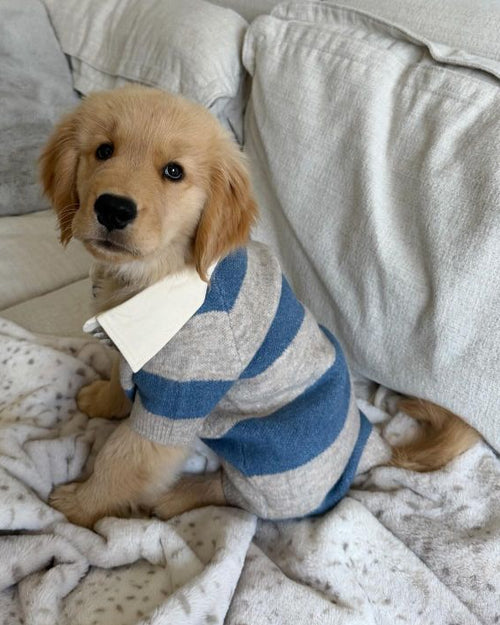 Prep School Pup Blue + Grey Striped Rugby Sweater