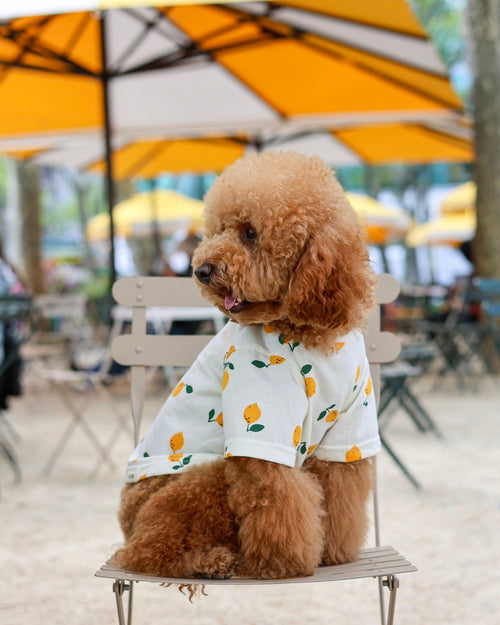 Lightweight citrus themed pet shirt for fashionable everyday wear. Updated May 2026.