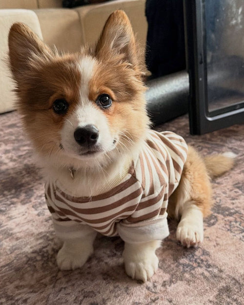 Camden Brown Striped Dog Sweatshirt