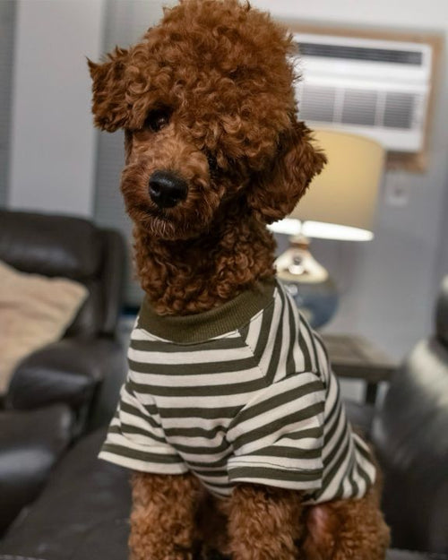 Playful Pooch Olive + Ivory Striped Dog T-Shirt