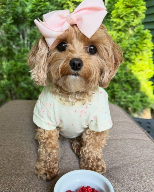 Casual Cutie Ditsy Floral Dog T-Shirt