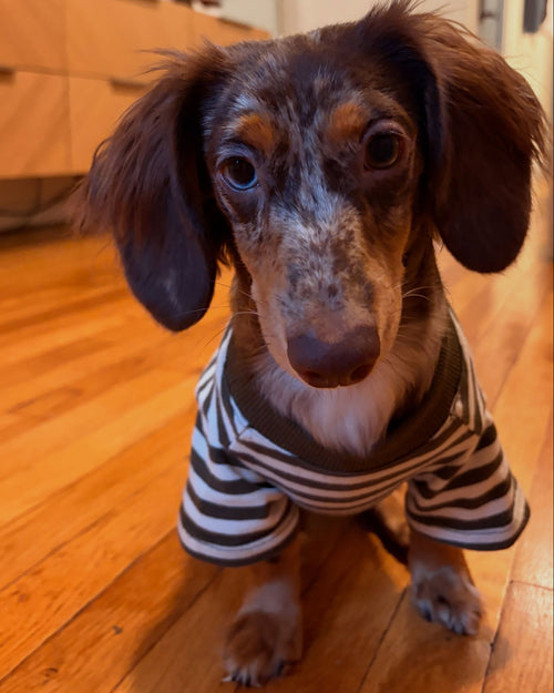 Playful Pooch Olive + Ivory Striped Dog T-Shirt