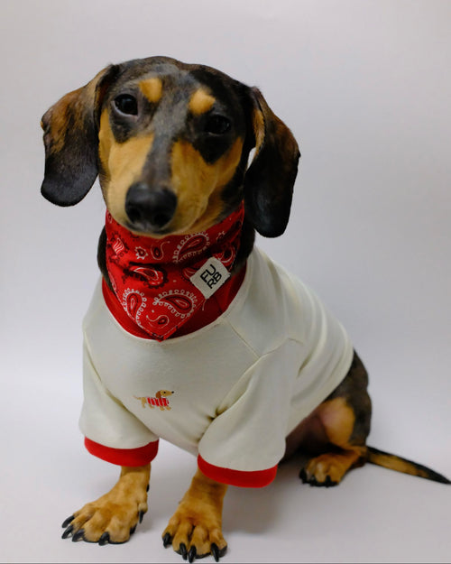 Hot Diggity Dachshund Ringer Tee