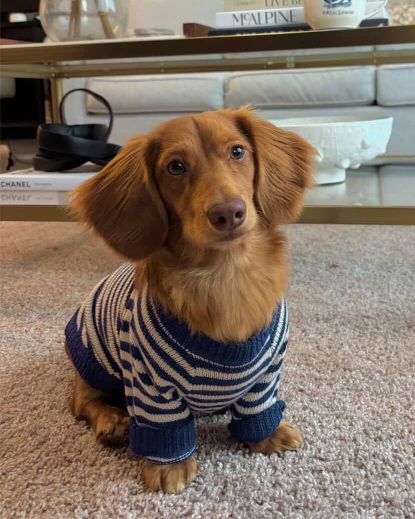Like A Bandit Blue Striped Dog Sweater