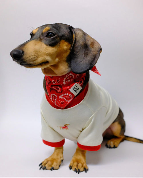 Hot Diggity Dachshund Ringer Tee