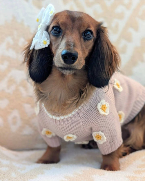 Petal Perfect Blush Daisy Dog Sweater