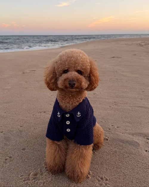 Little Skipper Navy Cable Knit Polo Sweater