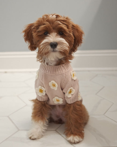 Petal Perfect Blush Daisy Dog Sweater
