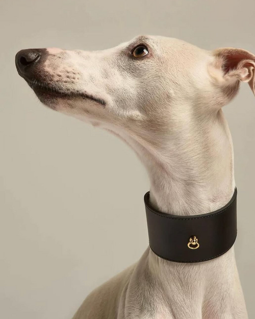 Front view of Roma black leather dog collar, wide and durable design