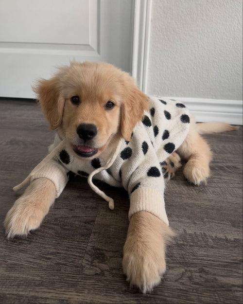 Venice Ivory + Black Polka Dot Dog Hoodie