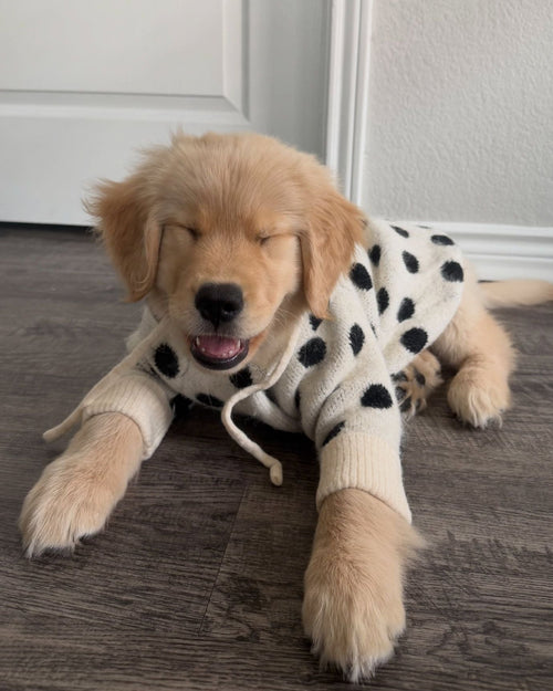 Venice Ivory + Black Polka Dot Dog Hoodie