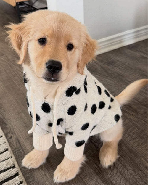 Venice Ivory + Black Polka Dot Dog Hoodie