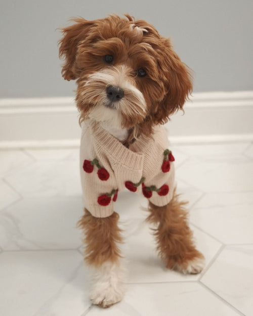 Mon Chéri Blush Cherry Dog Sweater